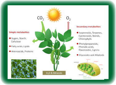 image of Metabolic cycle